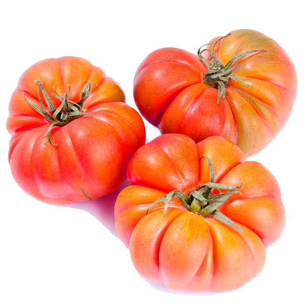 Tomate-Udagorri-Bio